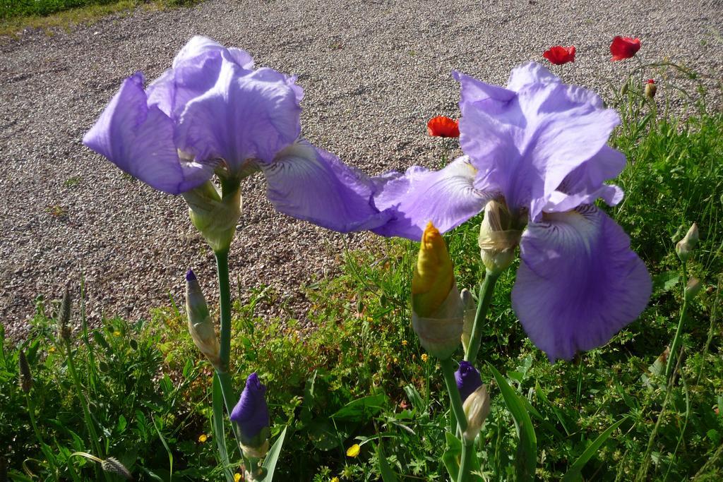 Maison D'Hotes Les Coquelicots Giverny Ruang foto
